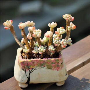 劳尔带香味的多肉植物凝脂莲小老桩组合盆栽多头罗琦小老桩肉肉