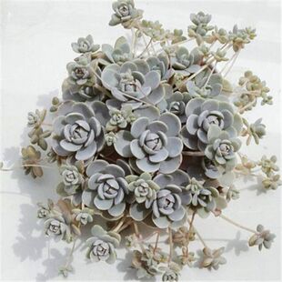 多肉植物组合盆栽 子持莲华 多肉 肉肉植物 办公室内盆栽