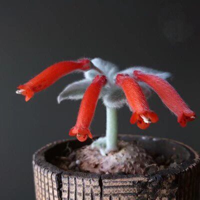 断崖女王巴西薄雪草月宴多肉植物贵奇趣植物办公室内好养包邮
