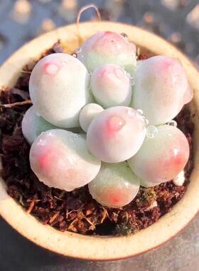 韩国进口多肉植物汤圆奶酪橙雪球桃蛋肉肉植物组合小盆栽拼盘好养