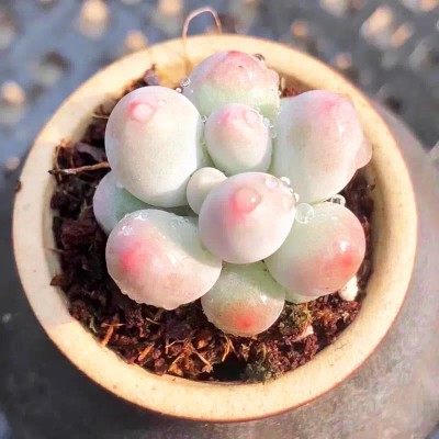韩国进口多肉植物汤圆奶酪橙雪球桃蛋肉肉植物组合小盆栽拼盘好养