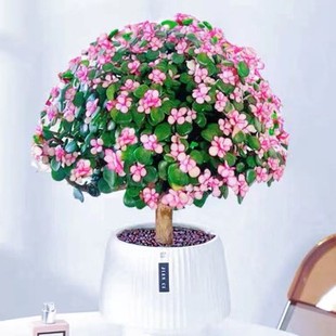 金枝玉叶盆栽老桩多头大盆雅乐之舞净化空气客厅阳台盆栽