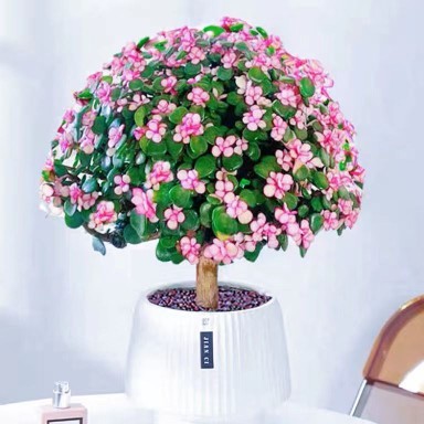 金枝玉叶盆栽老桩多头大盆雅乐之舞净化空气客厅阳台盆栽