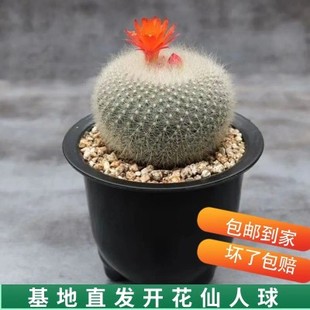 开花白雪光仙人球大颗开花软毛不扎手仙人掌多肉植物盆栽