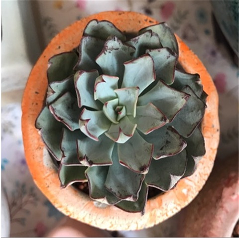 剑司诺娃多肉植物剑斯诺娃迷你盆栽出色度好肉肉植物特价包邮