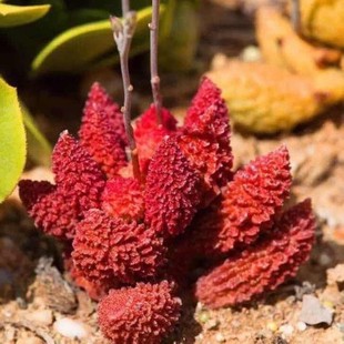 大疣朱紫玉水泡 多肉植物球茎根块大尤朱子玉多肉组合小盆栽