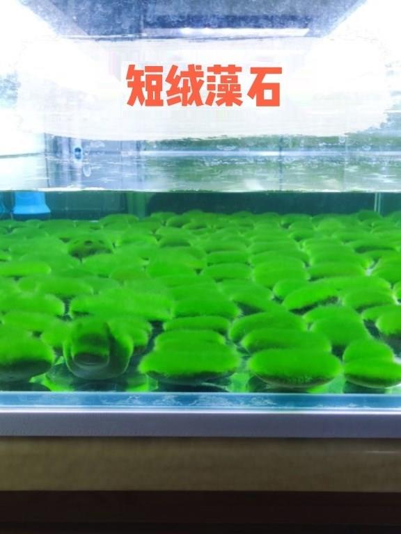短绒藻长绿种石球水草鱼