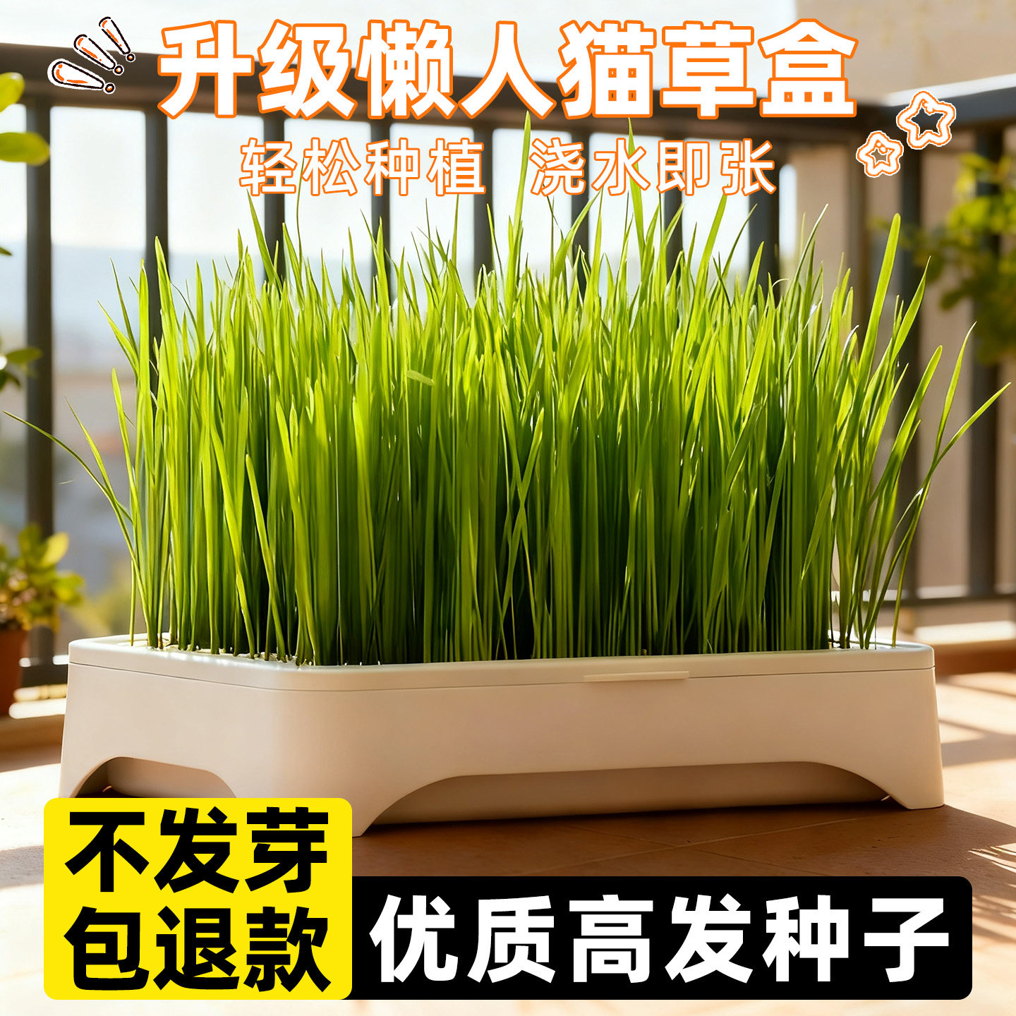 无土水培猫草盆栽种植盒懒人排毛猫草种子育苗盘去化毛草猫咪零食