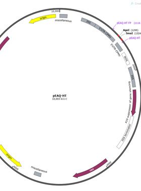pEAQ-HT, pEAQHTDest1, pEAQHTDest2, pEAQHTDest3 植物表达载体