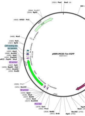 pBBR1MCS5-Tac-EGFP，广宿主绿色荧光蛋白表达质粒