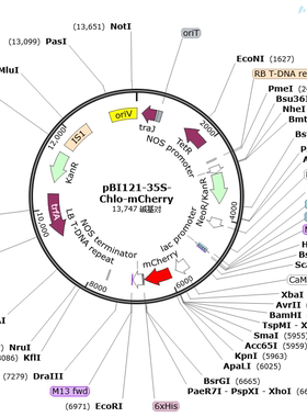 pBI121-35S-Chlo-mCherry 质粒 植物亚细胞器定位叶绿体
