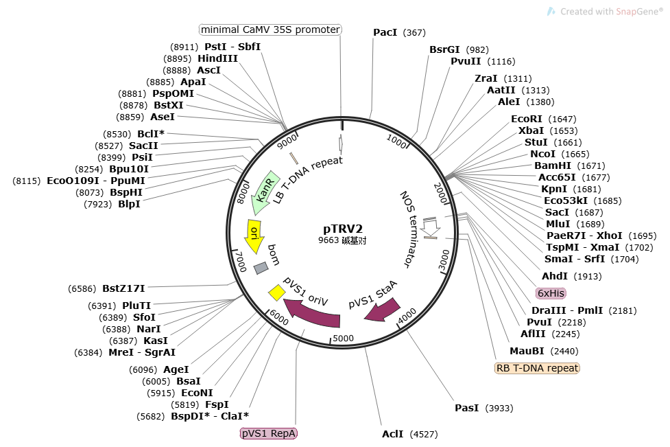 pTRV2载体,植物RNAi干扰沉默