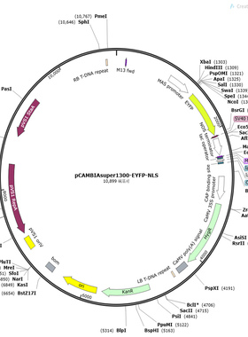 pCAMBIAsuper1300-EYFP-NLS 植物细胞核亚细胞定位Marker 黄色
