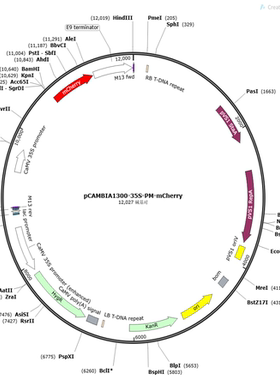 pCAMBIA1300-35S-PM-mCherry 植物亚细胞定位质粒，质膜定位