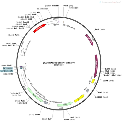 pCAMBIA1300-35S-PM-mCherry 植物亚细胞定位质粒，质膜定位