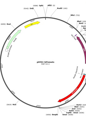 枯草杆菌蛋白表达质粒  pHT01-YPet  pHT01-mTagBFP2  pHT01-tdTo