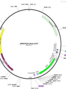 pBBR1MCS2-pAmp-EGFP，广宿主组成型启动子绿色荧光蛋白表达质粒