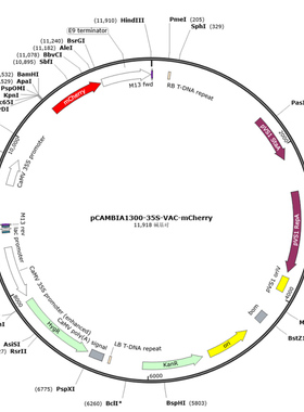 pCAMBIA1300-35S-VAC-mCherry 植物液泡亚细胞定位质粒Marker红色