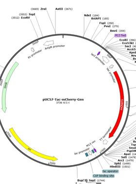 pUC57-Tac-mCherry-Gen，大肠杆菌红色荧光蛋白