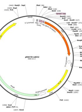 pRSETB-Clover    pRSETB-TagBFP   pRSETB-mCherry pRSETB-mKO2
