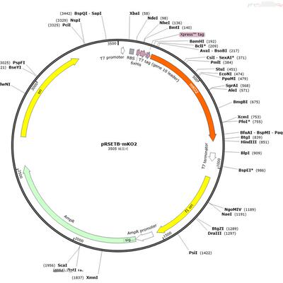 pRSETB-Clover    pRSETB-TagBFP   pRSETB-mCherry pRSETB-mKO2