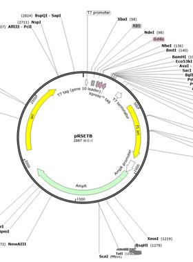 荧光蛋白 原核表达质粒pRSETB pRSET-ECFP/ pRSETB-mTurquoise2等