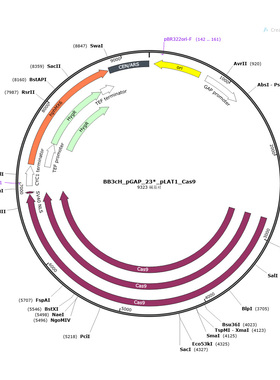 BB3cH_pGAP_23*_pLAT1_Cas9( #104907)   毕赤酵母基因编辑质粒