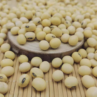 山西黑嘴黄豆土黄豆豆芽豆浆豆腐椭圆黑肚脐老黄豆新豆