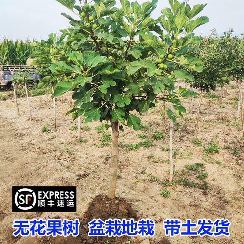 无花果树大果苗矮化南方北方种植