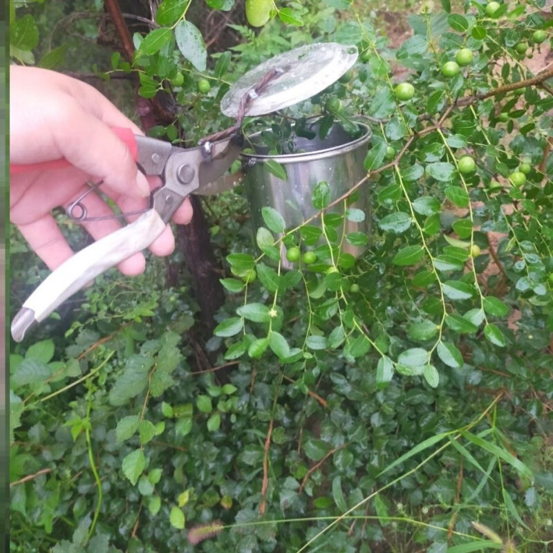不锈钢摘酸枣神器新型摘山枣神器摘果器摘柏籽连翘采摘器不扎手