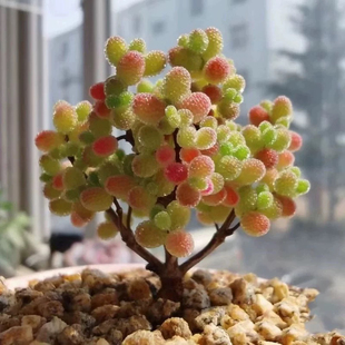 糖球枝干番杏蜜桔糖球金桔蜜橘糖球糖果多肉迷你盆栽冰晶枝干番杏