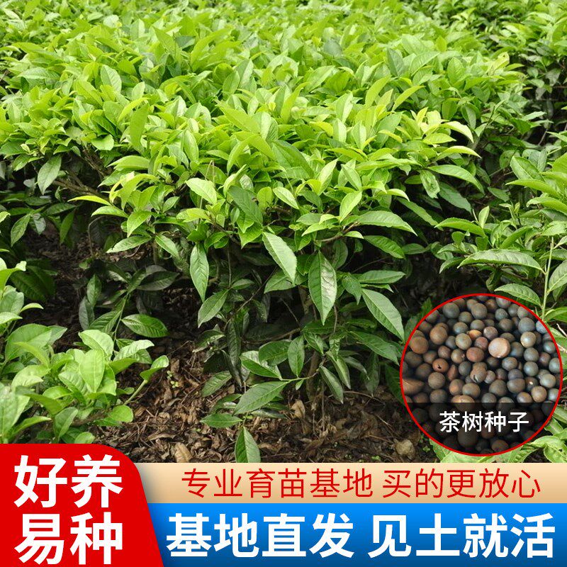 茶叶种籽绿茶正山小种正宗早春龙井碧罗春白茶红茶籽油茶树种子怎么看?