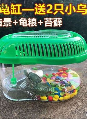 小乌龟活物带缸 送2只小乌龟带晒台龟盆儿童礼物小乌龟活物 一对