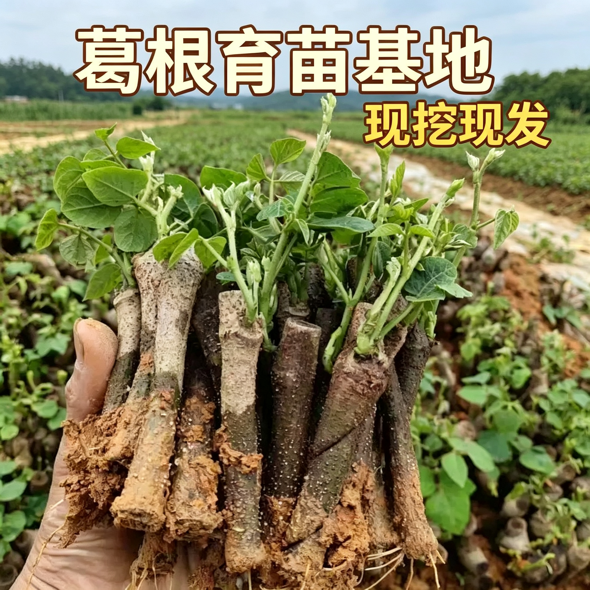 粉葛根苗高产葛根种植苗无渣粉葛种苗优质扦插种藤绿化葛种苗包邮