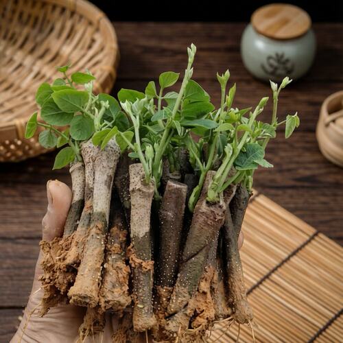 高产无渣葛根苗葛根种苗正宗新鲜高产无渣粉葛苗葛根种植菜葛苗