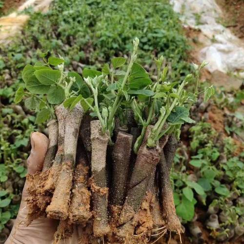 高产无渣葛根苗葛根种苗正宗新鲜高产无渣粉葛苗葛根种植菜葛苗