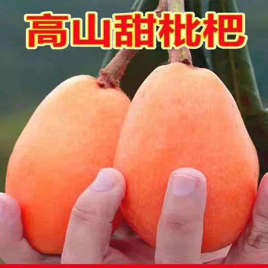 四川大凉山高山新鲜枇杷孕妇水果枇杷