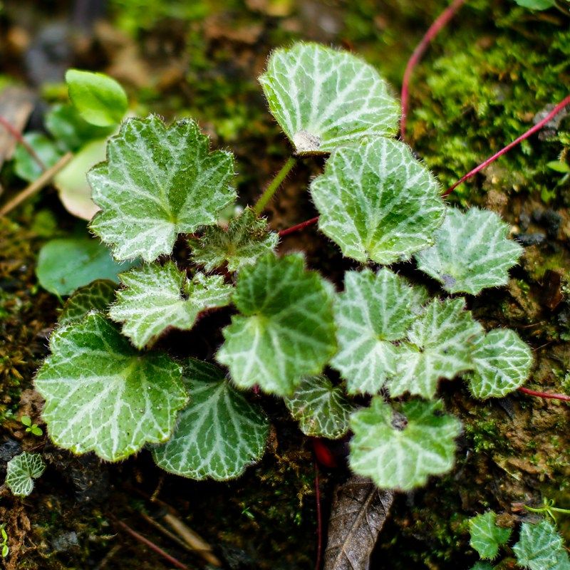 新鲜虎耳草中药材煮水药用植物滴耳朵草本中草药盆栽包邮