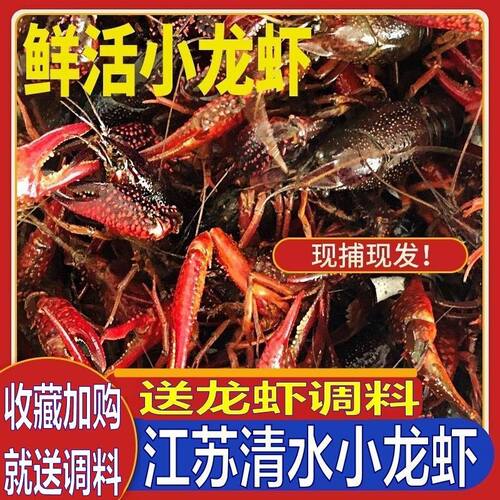 3斤装456规格 鲜活小龙虾现货净重 鲜活清水 特大 现捕 新款江苏
