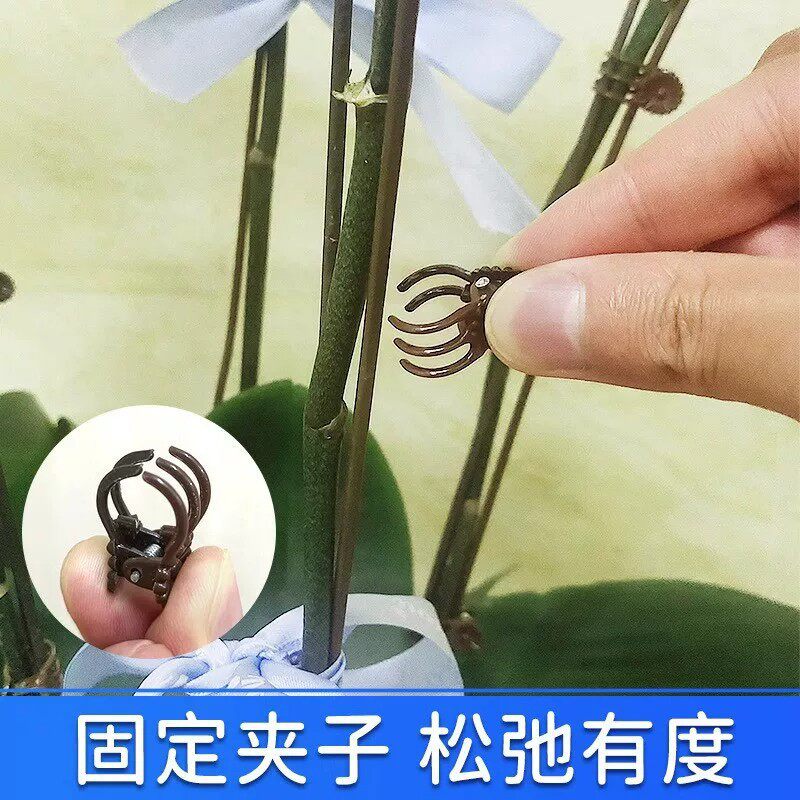 蝴蝶兰夹子 植物支撑夹 兰花固定夹子花卉支架支撑杆爬藤园艺定型