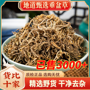 野生垂盆草中药材500g新鲜食用垂盆草的功效与作用护肝锤盆草YT