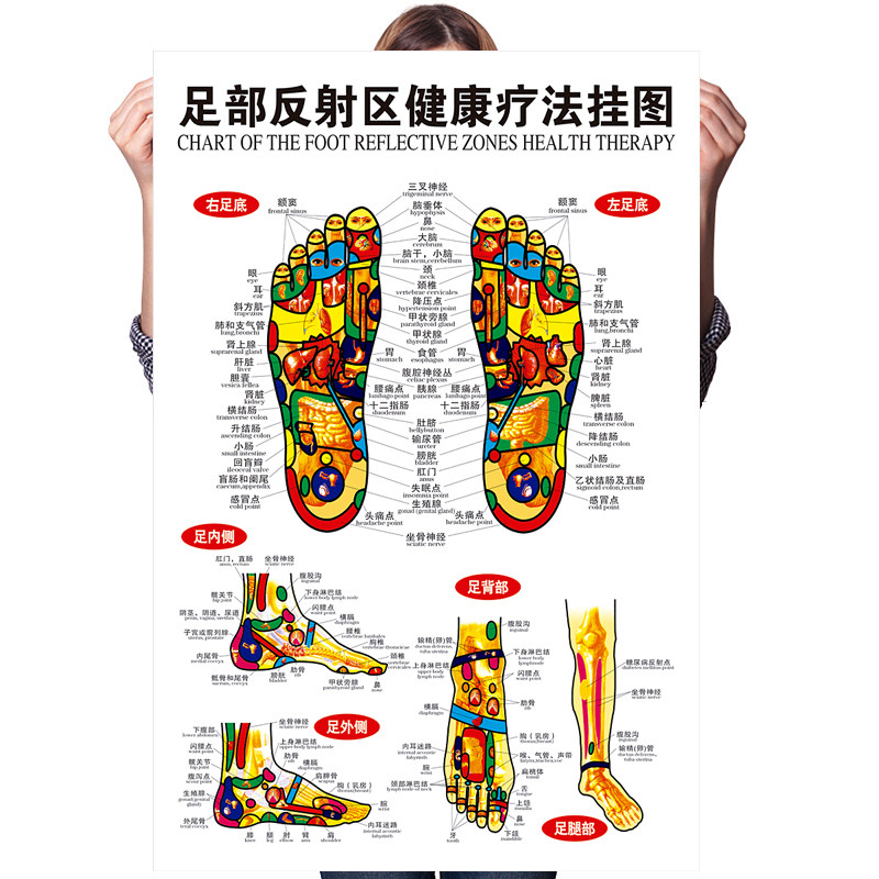 65*45厘米高清足部反射区挂图