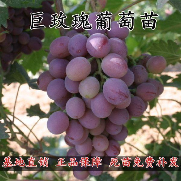 巨玫瑰葡萄苗盆栽南北方种植爬藤地载庭院阳台嫁接果树当年结果苗