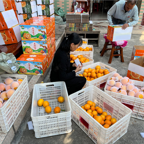 寻乌正宗香甜脐橙果园直摘5斤