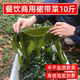 餐饮商用新鲜盐渍裙带菜10斤整箱海带芽凉拌麻辣烫火锅食材半干货