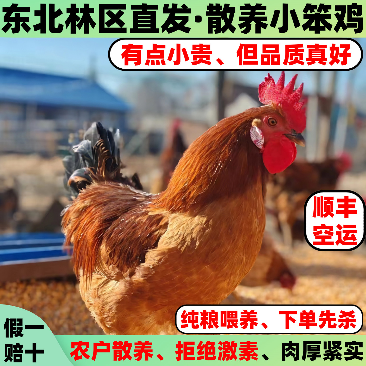 正宗东北农家散养鸡小笨鸡大公鸡土鸡新鲜活体现杀走地鸡