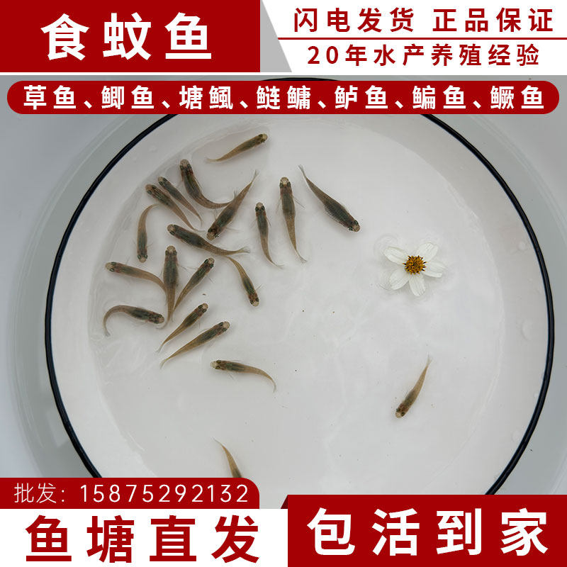 食蚊鱼观赏鱼原生冷水鱼大肚鱼吃蚊子幼虫饲料鱼小鱼苗喂乌龟喂蛙