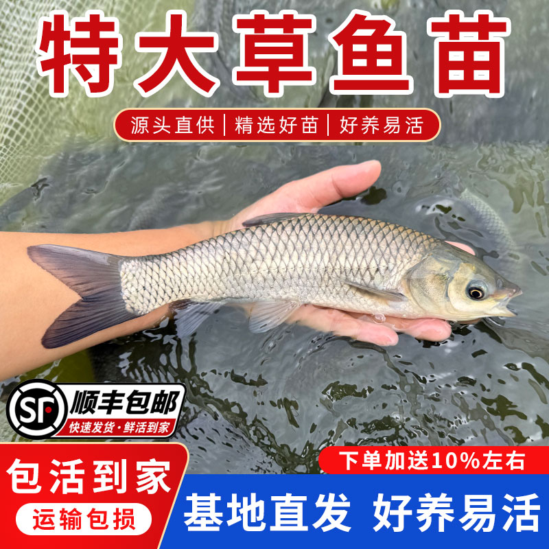 【顺丰】特大草鱼苗皖鱼苗