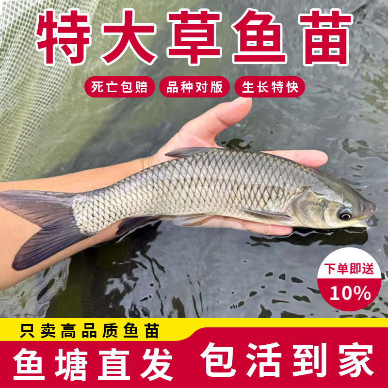 特大草鱼鱼苗皖鱼小鱼苗淡水好养殖食用活体特大一斤半草鱼苗活体