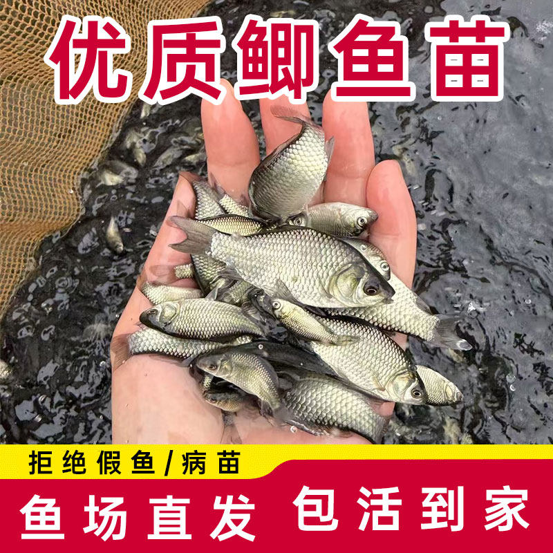正宗大鲫鱼苗包邮包损